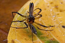 Jumping Spider (Bathippus sp) with enlarged chelicerae which are used to catch prey, Papua New Guinea