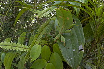 Leaf Insect (Phyllium sp) camouflaged on leaf, New Britain Island, Papua New Guinea