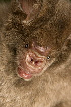 Fawn Roundleaf Bat (Hipposideros cervinus), New Britain Island, Papua New Guinea