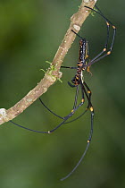 Giant Wood Spider (Nephila maculata) pair mating, male is much smaller than female, Papua New Guinea