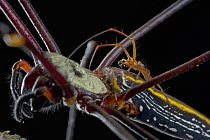 Giant Wood Spider (Nephila maculata) pair mating, Papua New Guinea
