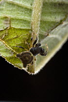 Spiny Spider (Gasteracantha taeniata) male, Papua New Guinea