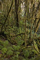 Mossy forest at high elevation, Papua New Guinea