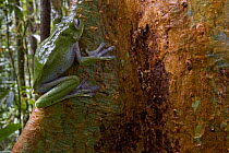 Australasian Tree Frog (Litoria sp), newly discovered species, on tree trunk, Papua New Guinea