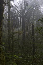 Screw Pine (Pandanus sp) in cloud forest, Papua New Guinea