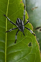 Spider Weevil (Arachnobas granulpennis), New Britain Island, Papua New Guinea