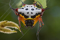 Spiny Spider (Gasteracantha sapperi) in web, Papua New Guinea