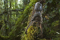 Stag Beetle (Cyclommatus eximius) in rainforest, New Britain Island, Papua New Guinea