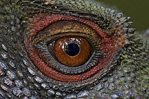 Indonesian Forest Dragon (Hypsilurus dilophus) eye, Papua New Guinea
