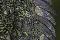 Indonesian Forest Dragon (Hypsilurus dilophus) scales and dorsal crest, Papua New Guinea