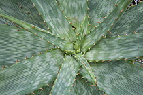 Aloe (Aloe sp), Limpopo, South Africa