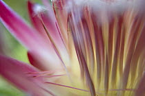 King Protea (Protea cynaroides) flower, South Africa