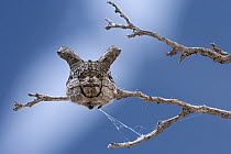 Two-horned Spider (Caerostris sexcuspidata), South Africa