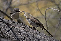 Common Fiscal (Lanius collaris) feeding fledgling, South Africa