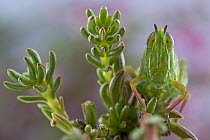 Monkey Grasshopper Grasshopper (Thericlesiella sp) camouflaged on plant, Jonaskop, South Africa