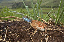 Ground Agama (Agama aculeata) inflating its body to make itself more difficult to be swallow by a predator, South Africa