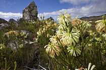 Heath vegetation in fynbos habitat, South Africa