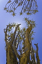 Quiver Tree (Aloe dichotoma) in succulent karoo habitat, South Africa