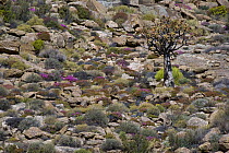 Quiver Tree (Aloe dichotoma) and other succulent karoo vegetation after rain, Geogap Nature Reserve, South Africa