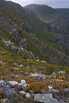 Mountain range in fynbos habitat, South Africa