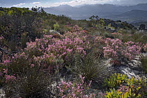 Flowering plants in fynbos habitat, South Africa