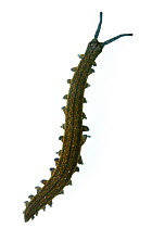 Velvet Worm (Peripatoides novaezealandiae), New Zealand