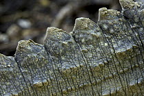 Tuatara (Sphenodon punctatus) dorsal crest, New Zealand