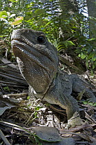 Tuatara (Sphenodon punctatus) is threatened by invasive species and the habitat loss, New Zealand