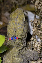 Tuatara (Sphenodon punctatus) with color bands for research, New Zealand