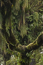 Weeping Spleenwort (Asplenium flaccidum) epiphytes, New Zealand