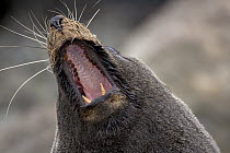 New Zealand Fur Seal (Arctocephalus forsteri) male calling, New Zealand