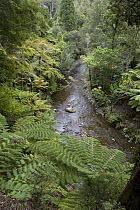 Treefern (Cyathea sp) group lining creek, Rimutaka Forest Park, New Zealand