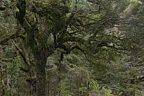 Southern Beech (Nothofagus sp) tree covered with moss, Tongariro National Park, New Zealand