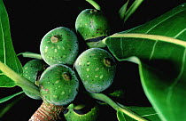 Amate (Ficus obtusifolia) fruit, Barro Colorado Island, Panama