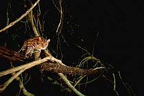 Ocelot (Leopardus pardalis) in tree, Barro Colorado Island, Panama