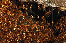 Army Ant (Eciton hamatum) nest constructed completely of ants hanging onto each other, Barro Colorado Island, Panama