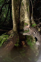 Ocelot (Leopardus pardalis) young female climbing tree, Barro Colorado Island, Panama. Sequence 1 of 3