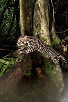 Ocelot (Leopardus pardalis) young female climbing tree, Barro Colorado Island, Panama. Sequence 2 of 4