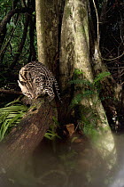Ocelot (Leopardus pardalis) young female climbing tree, Barro Colorado Island, Panama. Sequence 3 of 3