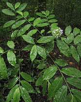 Dichorisandra (Dichorisandra sp) arranges all leaves in one plane to avoid self shading, Barro Colorado Island, Panama