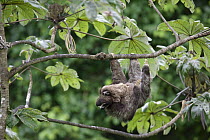 Three-toed Sloth (Bradypus infuscatus) mother and young, Barro Colorado Island, Panama