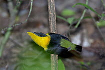 Golden-collared Manakin (Manacus vitellinus) male displaying, Barro Colorado Island, Panama