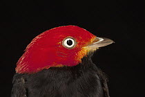 Red-capped Manakin (Pipra mentalis) male, Barro Colorado Island, Panama