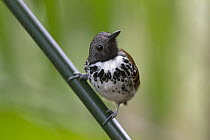Spotted Antbird (Hylophylax naevioides) male, Barro Colorado Island, Panama