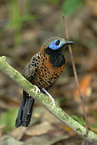 Ocellated Antbird (Phaenostictus mcleannani), near Barro Colorado Island, Panama