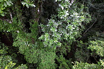 Rainforest canopy, Barro Colorado Island, Panama