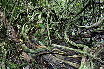 Lianas in rainforest, Barro Colorado Island, Panama