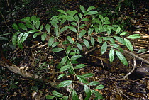 Red Ucuuba (Virola sebifera) sapling has one layer of leaves, Barro Colorado Island, Panama