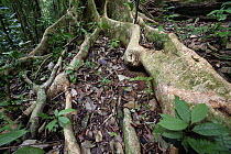 Roots along forest floor to get nutrients released by decaying litter rather than underground, Barro Colorado Island, Panama