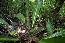 Flamingo Plant (Anthurium sp) arranges its leaves so that litter collects among its base, which in this case is used as a bird nest, Barro Colorado Island, Panama